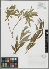 Foto von Salix alba L.